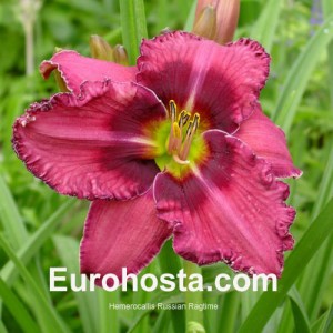 Hemerocallis Russian Ragtime - Eurohosta