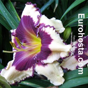 Hemerocallis Sabine Baur