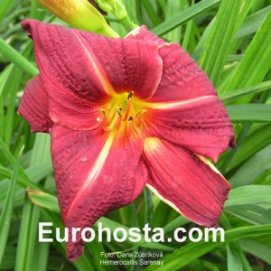 Hemerocallis Sarenay - Eurohosta