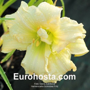 Hemerocallis Schnickel Fritz