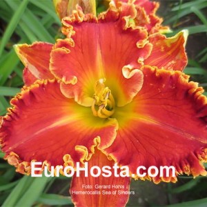 Hemerocallis Sea of Sinders