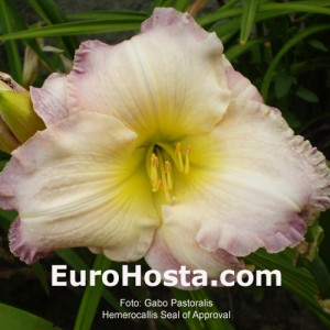 Hemerocallis Seal of Approval