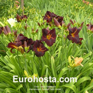 Hemerocallis Serena Dark Horse