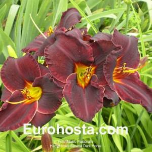 Hemerocallis Serena Dark Horse