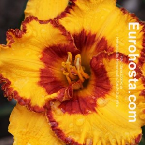 Hemerocallis Set My Soul Afire - Eurohosta