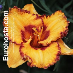 Hemerocallis Set My Soul Afire - Eurohosta