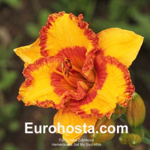 Hemerocallis Set My Soul Afire - Eurohosta