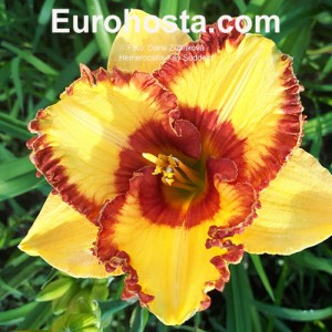 Hemerocallis Set My Soul Afire - Eurohosta