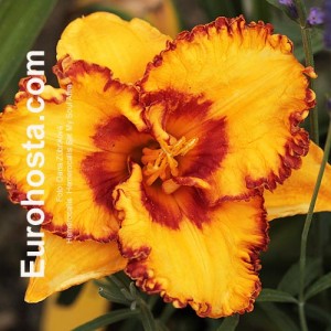 Hemerocallis Set My Soul Afire - Eurohosta