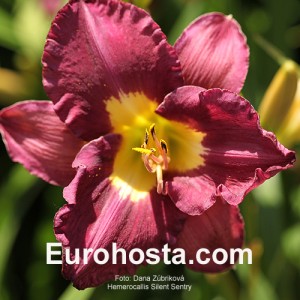 Hemerocallis Silent Sentry - Eurohosta