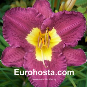 Hemerocallis Silent Sentry - Eurohosta