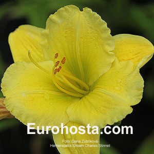 Hemerocallis Siloam Charles Stinnett - Eurohosta