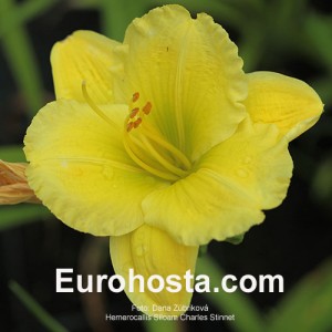 Hemerocallis Siloam Charles Stinnett - Eurohosta