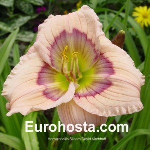 Hemerocallis Siloam David Kirchhoff - Eurohosta