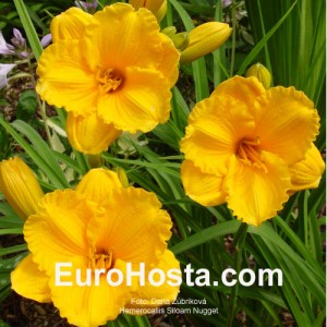 Hemerocallis Siloam Nugget - Eurohosta