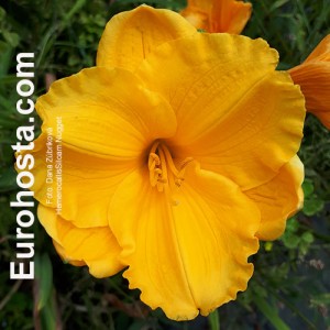 Hemerocallis Siloam Nugget - Eurohosta