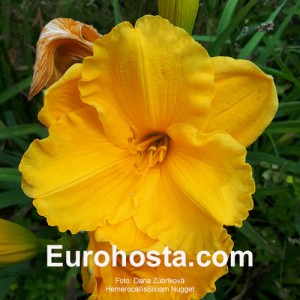 Hemerocallis Siloam Nugget - Eurohosta