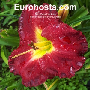 Hemerocallis Siloam Paul Watts