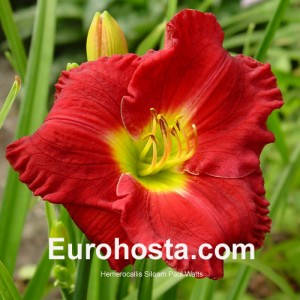 Hemerocallis Siloam Paul Watts - Eurohosta