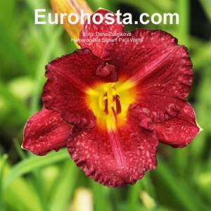 Hemerocallis Siloam Paul Watts - Eurohosta