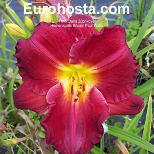 Hemerocallis Siloam Paul Watts - Eurohosta