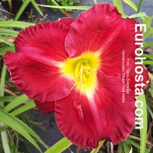 Hemerocallis Siloam Paul Watts - Eurohosta