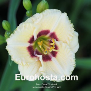 Hemerocallis Siloam Pee Wee - Eurohosta