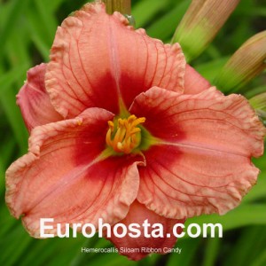 Hemerocallis Siloam Ribbon Candy - Eurohosta