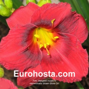 Hemerocallis Siloam Showgirl