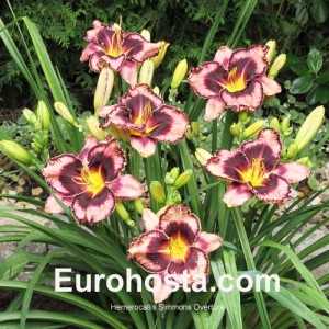 Hemerocallis Simmon's Overture