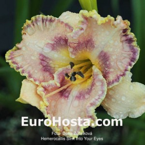 Hemerocallis Sink Into Your Eyes