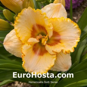 Hemerocallis Sixth Sense 