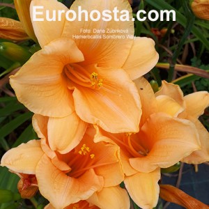 Hemerocallis Sombrero Way - Eurohosta