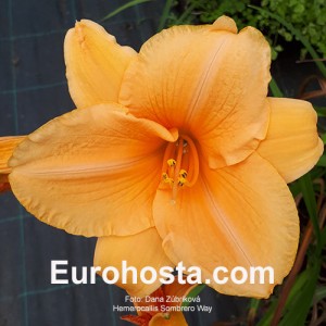 Hemerocallis Sombrero Way - Eurohosta