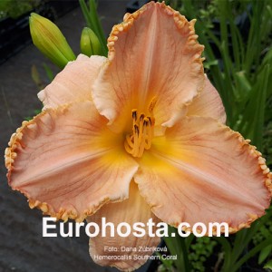 hemerocallis southern coral