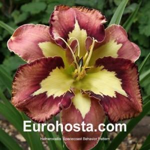 Hemerocallis Spacecoast Behavior Pattern