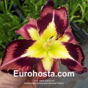 Hemerocallis Spacecoast Behavior Pattern