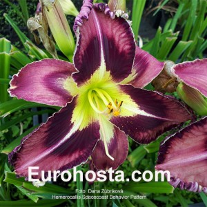 Hemerocallis Spacecoast Behavior Pattern