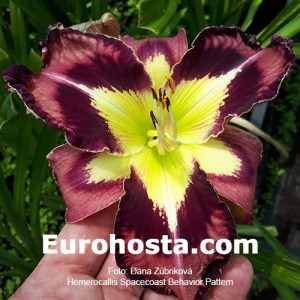 Hemerocallis Spacecoast Behavior Pattern