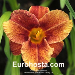 Hemerocallis Spacecoast Freaky Tiki - Eurohosta