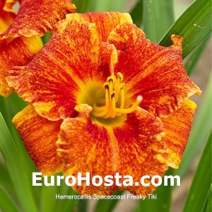 Hemerocallis Spacecoast Freaky Tiki 