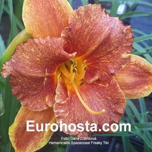 Hemerocallis Spacecoast Freaky Tiki 