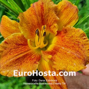 Hemerocallis Spacecoast Freaky Tiki 