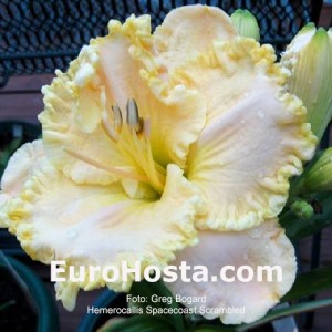 Hemerocallis Spacecoast Scrambled - Eurohosta