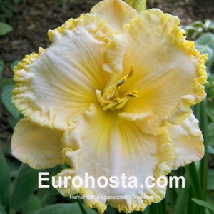 Hemerocallis Spacecoast Scrambled - Eurohosta