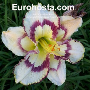 Hemerocallis Spacecoast Sea Shells