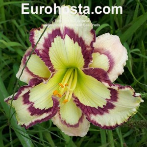 Hemerocallis Spacecoast Sea Shells