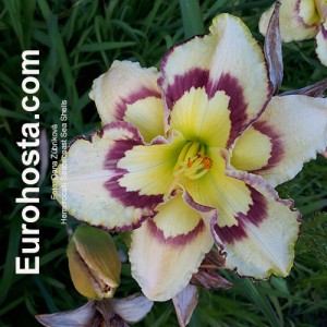 Hemerocallis Spacecoast Sea Shells