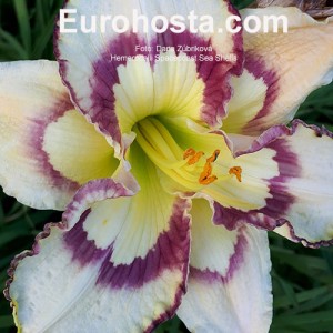 Hemerocallis Spacecoast Sea Shells