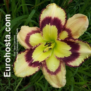 Hemerocallis Spacecoast Sea Shells